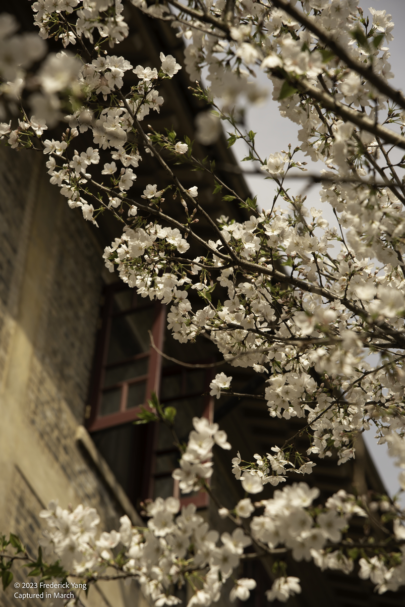 Sakura Mar. 12-6627